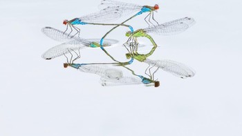 Runner-up kategori Macro diraih Robert Page. Lokasi Inggris menggunakan Nikon D7200 and 500mm f/5.6 pf lens.  Foto: naturettl.com