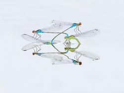 Karya Jawara Kontes Foto Alam Pukau Mata