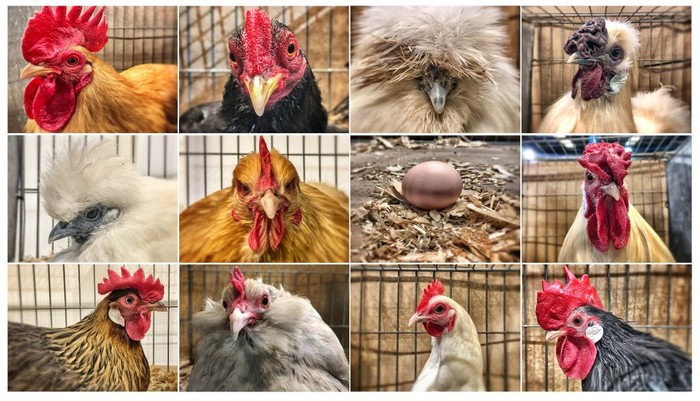 Puasa tidak hanya dilakukan oleh umat manusia saja, tapi ada beberapa hewan yang juga mampu bertahan hidup tanpa makanan dan minuman dalam jangka waktu lama.