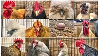 Ayam betina akan berpuasa ketika mereka sedang masa mengerami telurnya. Matt Cardy/Getty Images.