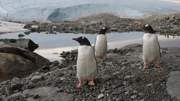 Tidak ada orang asli asli Antartika selain penguin, paus, anjing laut dan elang laut. Sekitar 5.000 orang saat ini ada di Antartika yang sebagian besar berprofesi sebagai ilmuwan dan peneliti. Tidak ada orang asli asli Antartika selain penguin, paus, anjing laut dan elang laut. Sekitar 5.000 orang saat ini ada di Antartika yang sebagian besar berprofesi sebagai ilmuwan dan peneliti.