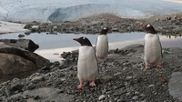 Tidak ada orang asli asli Antartika selain penguin, paus, anjing laut dan elang laut. Sekitar 5.000 orang saat ini ada di Antartika yang sebagian besar berprofesi sebagai ilmuwan dan peneliti.
