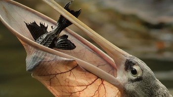 Jawara Peoples Choice Award diraih Robert Ferguson. Lokasi Singapura menggunakan Canon EOS-1D X Mark II, 200-400mm f/4. Foto: naturettl.com