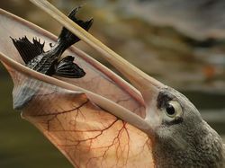 Karya Jawara Kontes Foto Alam Pukau Mata