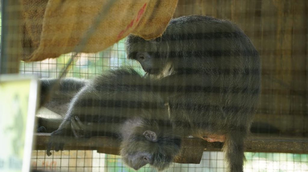 Menengok Koleksi Satwa di Solo Zoo Saat Pandemi Corona