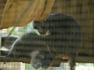 Menengok Koleksi Satwa di Solo Zoo Saat Pandemi Corona