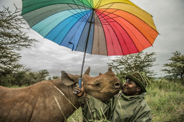 Penjaga taman Lewa Wildlife Conservancy di Kenya digangggu oleh seekor badak bernama Kliffi. Foto ini masih milik Ami Vitale. (bigpicturecompetition.org) Penjaga taman Lewa Wildlife Conservancy di Kenya digangggu oleh seekor badak bernama Kliffi. Foto ini masih milik Ami Vitale. (bigpicturecompetition.org)