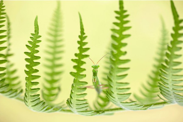 Sebuah foto berjudul Camouflage Between Ferns oleh Ruben Perez. (bigpicturecompetition.org)