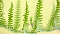 Sebuah foto berjudul Camouflage Between Ferns oleh Ruben Perez. (bigpicturecompetition.org)