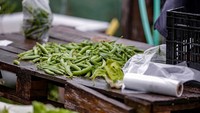 Salah satu sayuran hasil urban farming dari komunitas Vicalvaro Community Urban Garden, Madrid, Spanyol, (12/5/2020). Saat ini, pemerintah Spanyol mulai melonggarkan aturan lockdown untuk mengerem perlambatan ekonomi nasional.