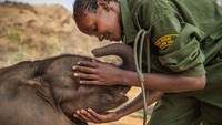 Masih jepretan Ami Vitale, dia mengabadikan ikatan gadis Samburu dengan seekor anak gajah di Reteti Elephant Sanctuary. (bigpicturecompetition.org)