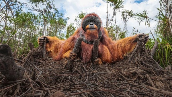 Deretan Foto Natural World Photography Terbaik 2020 (3)