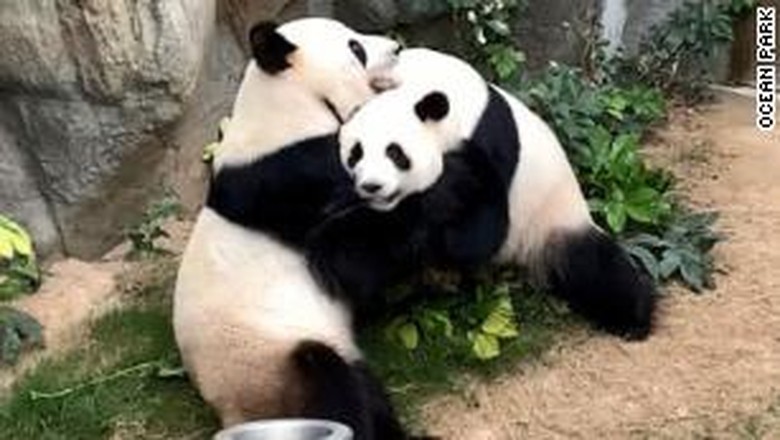Panda Panda