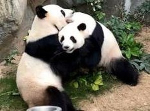 208 Panda Ikut Tes Corona di China