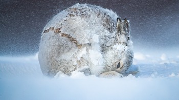 Grand Prize diraih oleh Andy Parkinson dari Inggris. Foto: BigPicture Natural World Photography