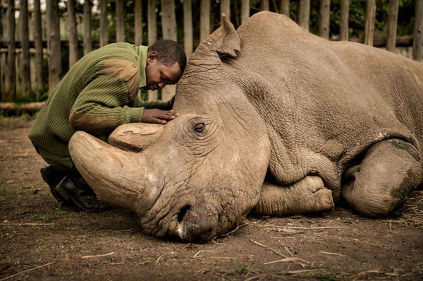 Momen haru pejaga Joseph Wachira menghibur Sudan, seeekor badak yang sedang sekarat di Ol Pejeta Conservansy Kenya pada tahun 2018 lalu. Diadikan olej Ami Vitale. (bigpicturecompetition.org) Momen haru pejaga Joseph Wachira menghibur Sudan, seeekor badak yang sedang sekarat di Ol Pejeta Conservansy Kenya pada tahun 2018 lalu. Diadikan olej Ami Vitale. (bigpicturecompetition.org)