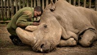 Momen haru pejaga Joseph Wachira menghibur Sudan, seeekor badak yang sedang sekarat di Ol Pejeta Conservansy Kenya pada tahun 2018 lalu. Diadikan olej Ami Vitale. (bigpicturecompetition.org)