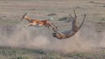 Deretan Foto Natural World Photography Terbaik 2020