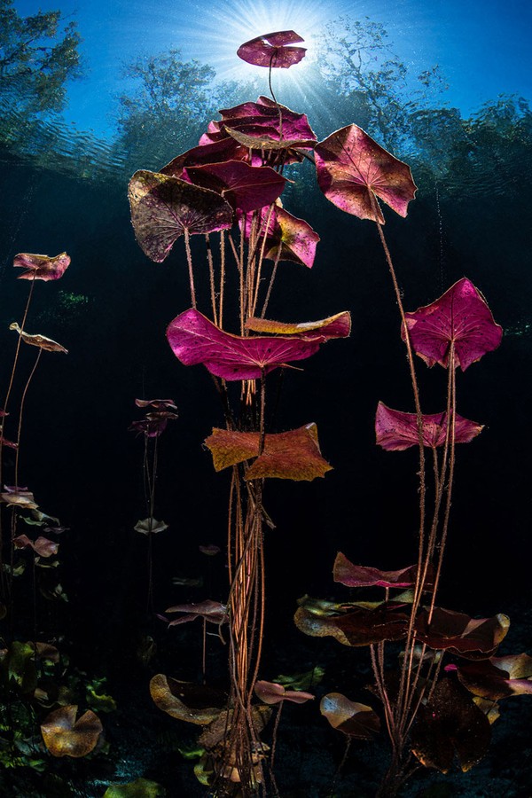 Bunga lili dengan pantulan cahaya matahari begitu eksotis. Judul foto ini adalah Lilies In The Sun oleh Henley Spiers. (bigpicturecompetition.org) Bunga lili dengan pantulan cahaya matahari begitu eksotis. Judul foto ini adalah Lilies In The Sun oleh Henley Spiers. (bigpicturecompetition.org)