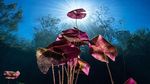 Deretan Foto Natural World Photography Terbaik 2020 (3)