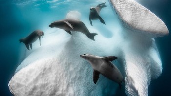 Juara kategori Aquatic Life diraih oleh Greg Lecoeur dari Prancis. Foto: BigPicture Natural World Photography