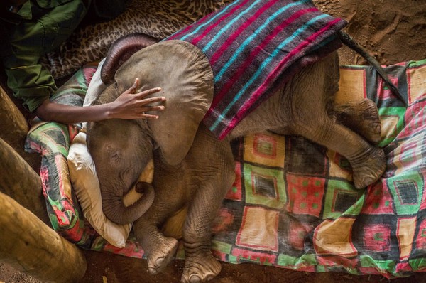 Sentuhan tangan manusia kepada anak ajah yang membuat tenang oleh Ami Vitale. (bigpicturecompetition.org) Sentuhan tangan manusia kepada anak ajah yang membuat tenang oleh Ami Vitale. (bigpicturecompetition.org)