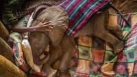 Sentuhan tangan manusia kepada anak ajah yang membuat tenang oleh Ami Vitale. (bigpicturecompetition.org)