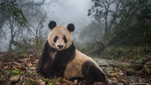 Deretan Foto Natural World Photography Terbaik 2020 (2)