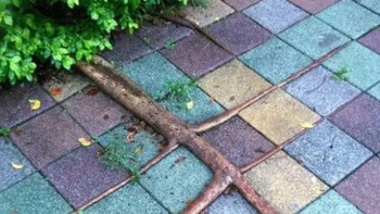 Akarnya menjalar mengikuti garis yang ada pada blok jalanan. Foto: krydddda123 / Via imgur.com