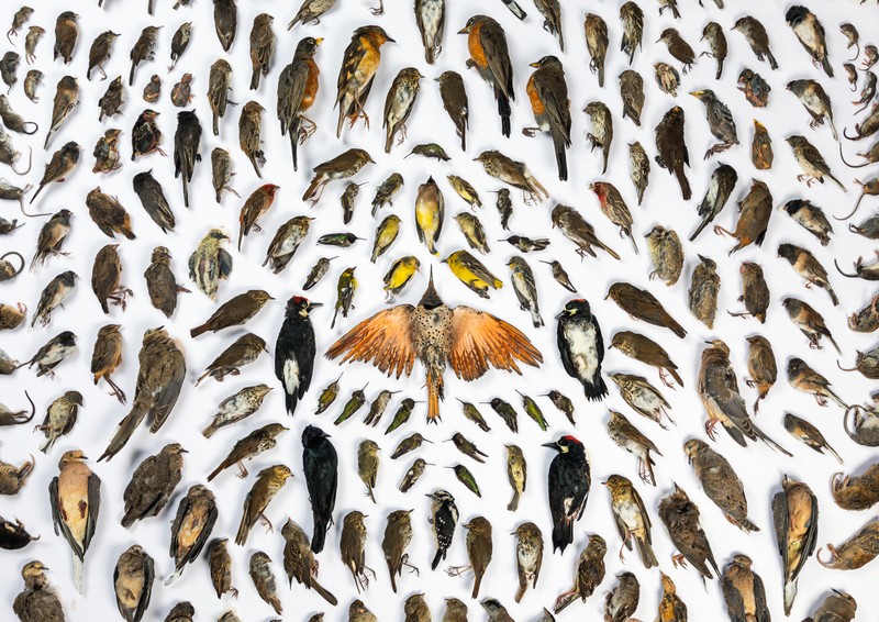 BigPicture Natural World Photography 2020