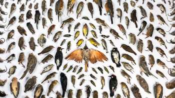 Juara kategori Human/Nature diraih oleh Jak Wonderly dari Amerika Serikat. Foto: BigPicture Natural World Photography