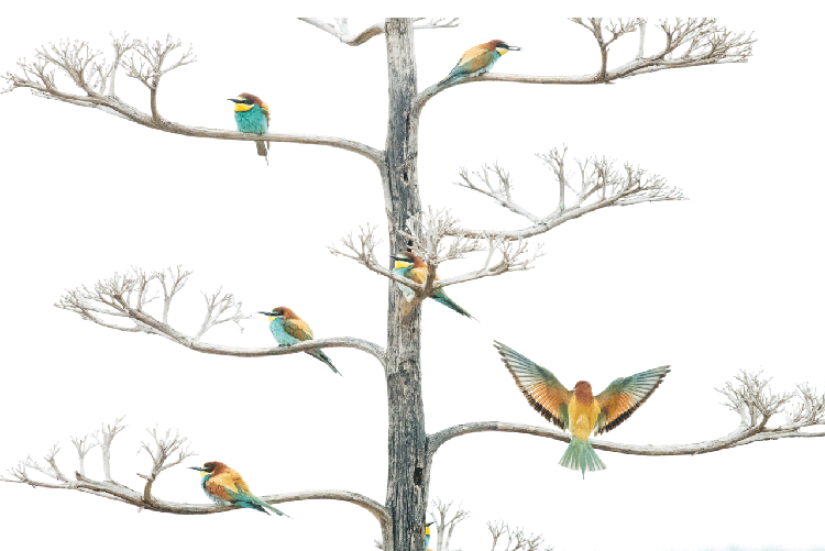 BigPicture Natural World Photography 2020