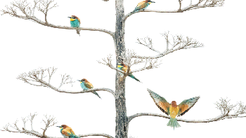 Finalis kategori Winged Life Salvador Colvee Nebot dari Spanyol. Foto: BigPicture Natural World Photography