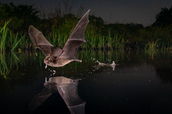 Kelelawar berjari panjang Mozambik yang tertangkap kamera di Taman Nasional Gorongosa oleh Piotr Naskrecki. (bigpicturecompetition.org) Kelelawar berjari panjang Mozambik yang tertangkap kamera di Taman Nasional Gorongosa oleh Piotr Naskrecki. (bigpicturecompetition.org)