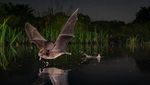 Deretan Foto Natural World Photography Terbaik 2020 (2)