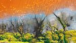 Deretan Foto Natural World Photography Terbaik 2020 (3)