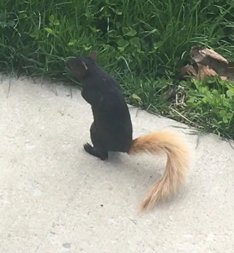 Gambar yang Super Satisfying Biar Harimu Nggak Garing.