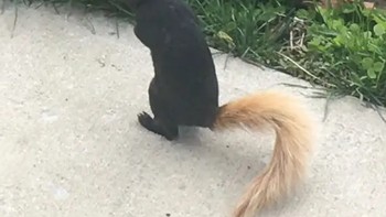 Tupai dengan ekor yang pirang, lucunya. Foto: AcadianMan / Via reddit.com