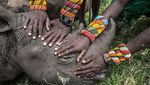 Deretan Foto Natural World Photography Terbaik 2020 (3)
