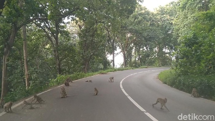 Monyet ekor panjang di jalanan Alas Robang, Batang