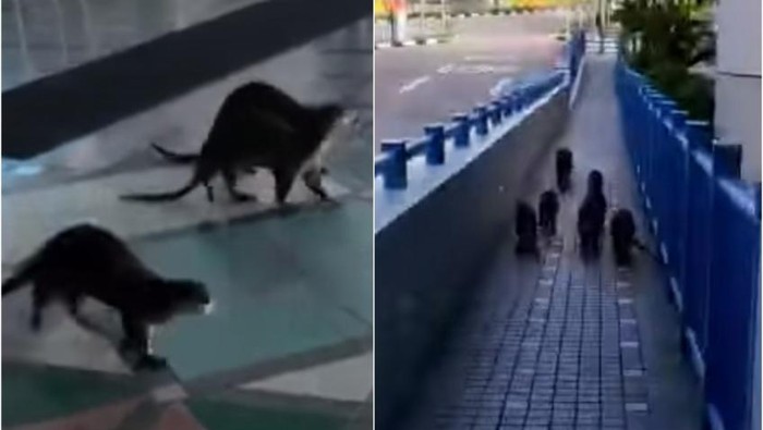 Berang-berang kedapatan mampir ke rumah sakit di Singapura pasca pandemi corona.