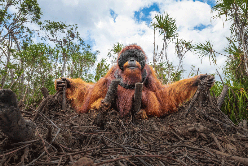 BigPicture Natural World Photography 2020