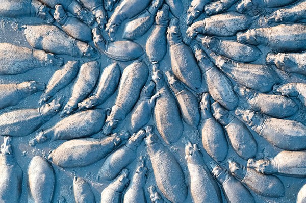Kuda nil dalam lumpur di Sungai Okavango River di Afrika Selatan oleh Talib Almarri. (bigpicturecompetition.org) Kuda nil dalam lumpur di Sungai Okavango River di Afrika Selatan oleh Talib Almarri. (bigpicturecompetition.org)