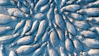 Kuda nil dalam lumpur di Sungai Okavango River di Afrika Selatan oleh Talib Almarri. (bigpicturecompetition.org)