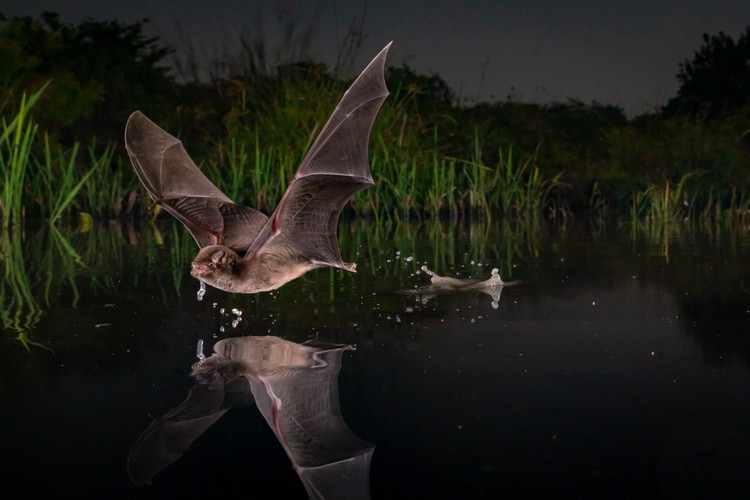 BigPicture Natural World Photography 2020