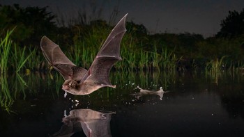 Juara kategori Winged Life diraih oleh Piotr Naskrecki dari Amerika Serikat. Foto: BigPicture Natural World Photography