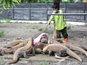 Di Tengah Wabah Corona, Ini Upaya KBS Jaga Kesehatan 2.200 Satwa
