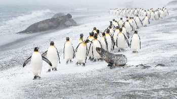 Finalis kategori Winged Life Ben Cranke dari Inggris. Foto: BigPicture Natural World Photography