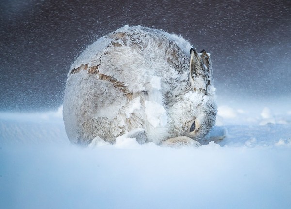 Perjuangan Andi Parkinson berminggu-minggumenghadapi dingindan angin ganas di pegunungan Skotlandia tidak sia-sia. Dia mendapatkanfoto kelinci gunung yang meringkuk di tengah badai musim dingin. (bigpicturecompetition.org)