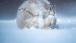 Deretan Foto Natural World Photography Terbaik 2020